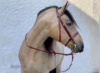 Cabezada inglesa Hunter Lazypony, cabezada de cuero,  Leather Hunter bridle Lazypony 