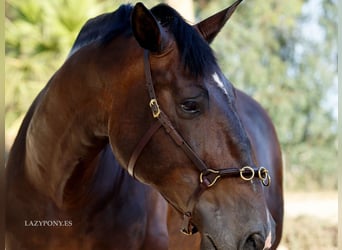 Lunging Cavesson Lazypony, Academic Training Cavesson