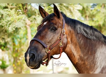 Cabezada de Cuadra de Cuero Triple Stitch Lazypony |  Triple Stitch Leather Halter Lazypony