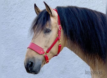 Leather horse halter Lazypony, cabezada de cuedra de cuero, custom halter