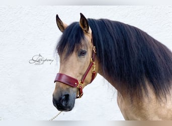 Leather horse halter Lazypony, cabezada de cuedra de cuero Lazypony, custom headcollar