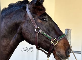 Patent leather halter Lazypony, cabezada de cuadra de cuero, Cabezada de charol Lazypony 
