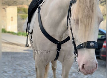Pechopetral western Lazypony , Leather western breastplate Lazypony