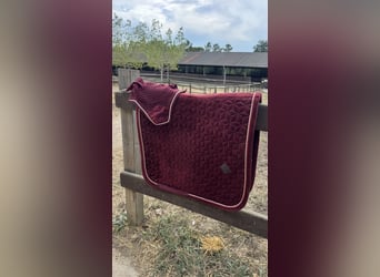 Conjunto KENTUKY