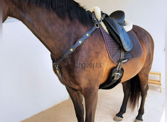 Pechopetral Portugués Lazypony, baroque horse breastplate, pechopetral de cuero