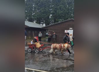 Pony carriage type 122  
Weight: 88 kg  
Track width: 90 cm  
Wheels: 12" x 12"