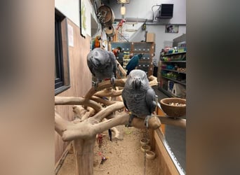 Hermoso ejemplar gris del Gabón