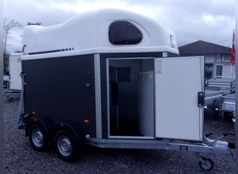 CL Gold First: ¡el mejor caballo de 2 años en relación calidad/precio del mercado!