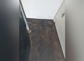 Remolque para 2 caballos Westfalia Jupiter