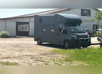 MSG Transportista de caballos, de 3,5 toneladas (oferta válida solo hasta el 1 de junio)
