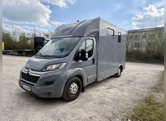 Transportador de caballos Citroën Jumper para 2 caballos. Vehículo de segunda mano con capacidad par