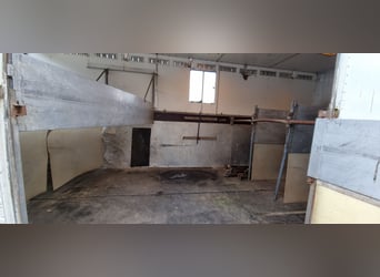 Transportador de caballos MAN con tienda de establo, sin inspección técnica (TÜV)