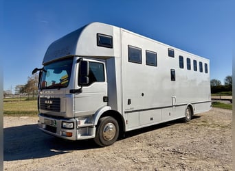 Camión MAN 15.280 Gimmel, transporte de caballos con vivienda, aseo y ducha, para 5 caballos, caja d