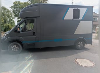 Dos transportadores de caballos Peugeot