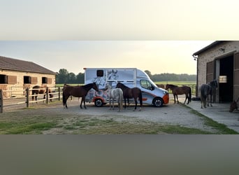 Koniowóz Renault Master 2.3 - Top