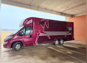 Transportador de caballos Bloomfield de 5 toneladas con vivienda