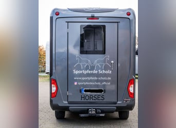 Pferdetransporter LKW Sprinter Renault Master STX 3 Haras