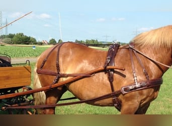Arnés de cuero para enganche de un caballo