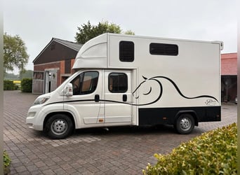 Transportín para caballos – para 2 caballos, 7 plazas