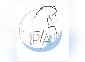 Mobilen Reitunterricht und Kinderunterricht auf gut ausgebildeten Islandpferden