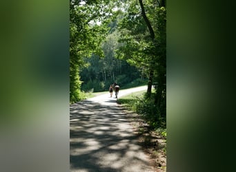 Mobiles Mentaltraining für Reiter und Angstreiter