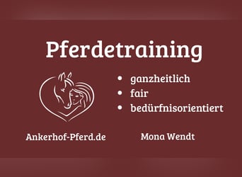 Pferdetraining individuell und ganzheitlich 