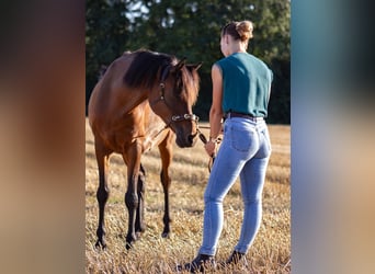 Problem- und Korrekturpferdetraining- Mobiler Unterricht