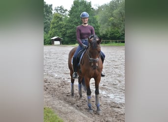 Reiten mit Freude - Individuelles Coaching für Sie und ihr Pferd! Gerne auch bei ihnen vor Ort.