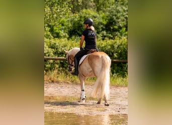 Reitunterricht für Wiedereinsteiger und Fortgeschrittene 