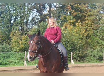 Reitunterricht & ganzheitliche Pferdetherapie - mobil
