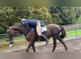 Ängste beim Reiten abbauen – mit Falltraining 27.06.26 oder ganzes Wochenende