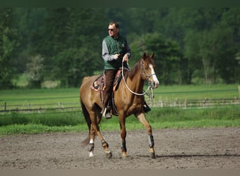 Expert fédéral équitation éthologique 