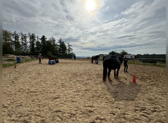 Ferienkurse Natural Horsemanship Sommer 2024