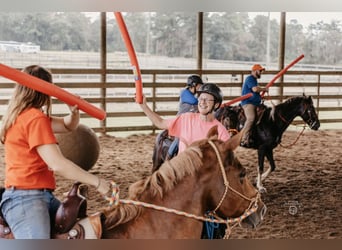 Horse Help Clinics - Personalised Clinic Education to Yourself or with a Group of Friends! 