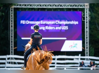 International erfolgreiche Grand Prix Reiterin bietet Unterricht vor Ort und Online an