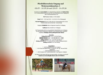 Pferdeführerschein Umgang und Westernreitabzeichen 4