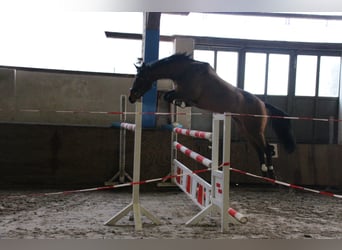 Anreiten, Beritt, Turniervorstellung 