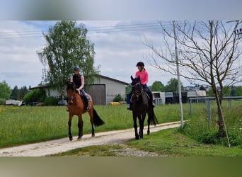 Beritt / Jungpferdeausbildung / Reitunterricht 