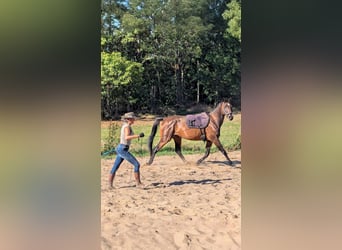 Beritt / Pferdeausbildung / Korrektur / im gesamten DACH-Raum