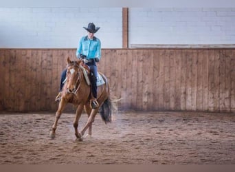 Berittplatz Westernreiten 