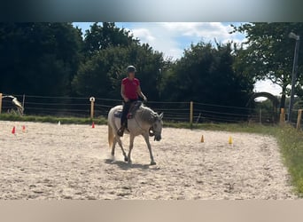 Berittplatz Westernreiten 