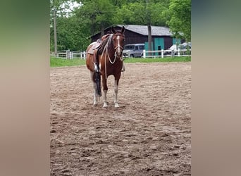 Berittplatz Westernreiten 