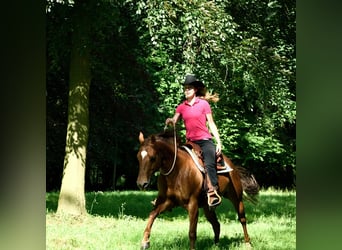 Berittplatz Westernreiten 