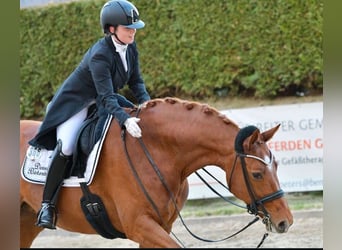 Dressurausbildung bis zur Klasse S***