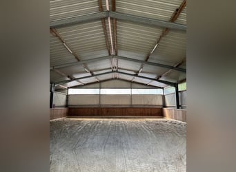 Entrenamiento | Caballos jóvenes | Caballos con problemas | Corrección | Inicio en la monta