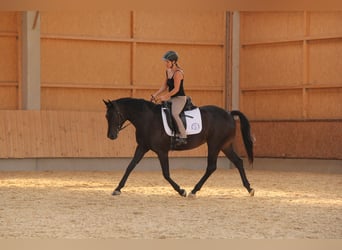 Entrenamiento, formación de caballo y jinete, pista de entrenamiento, educación de caballos, entrena