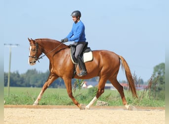 Entrenamiento, formación de caballo y jinete, pista de entrenamiento, educación de caballos, entrena