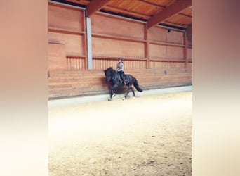 Entrenamiento, formación y comercialización de caballos y ponis de doma