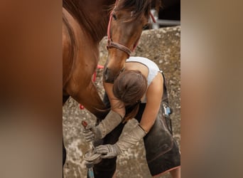 Entrenamiento: preparación y corrección de caballos