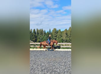 Entrenamiento y entrenamiento intensivo para caballos de ocio